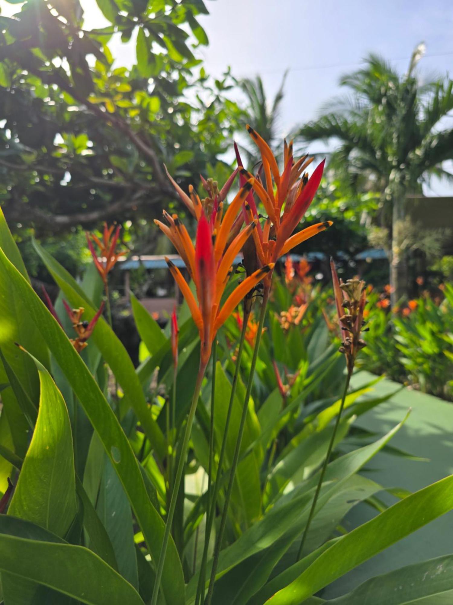 Tortuguero Hill Rooms Exterior photo