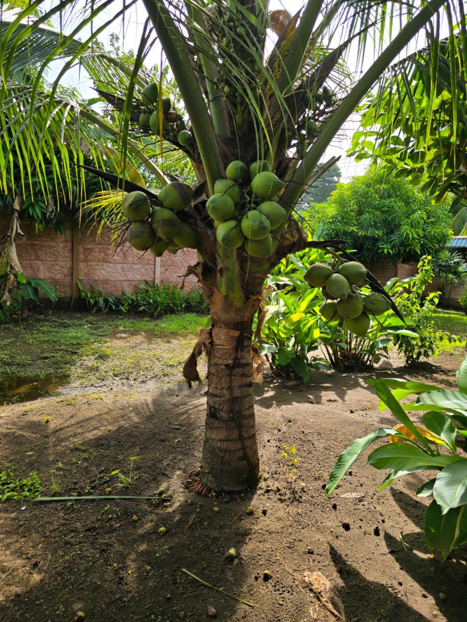 Tortuguero Hill Rooms Exterior photo